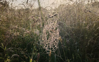 Biorégion : MOOC et Biotopie (aventure immersive en Bretagne, 11 au 17 avril 2026)